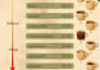 design a professional leaflet, poster or menu